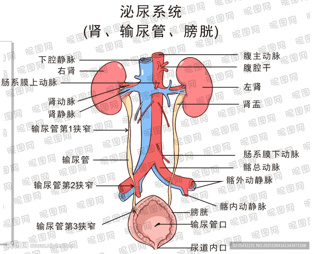 腎臟及泌尿系統(tǒng)解剖圖