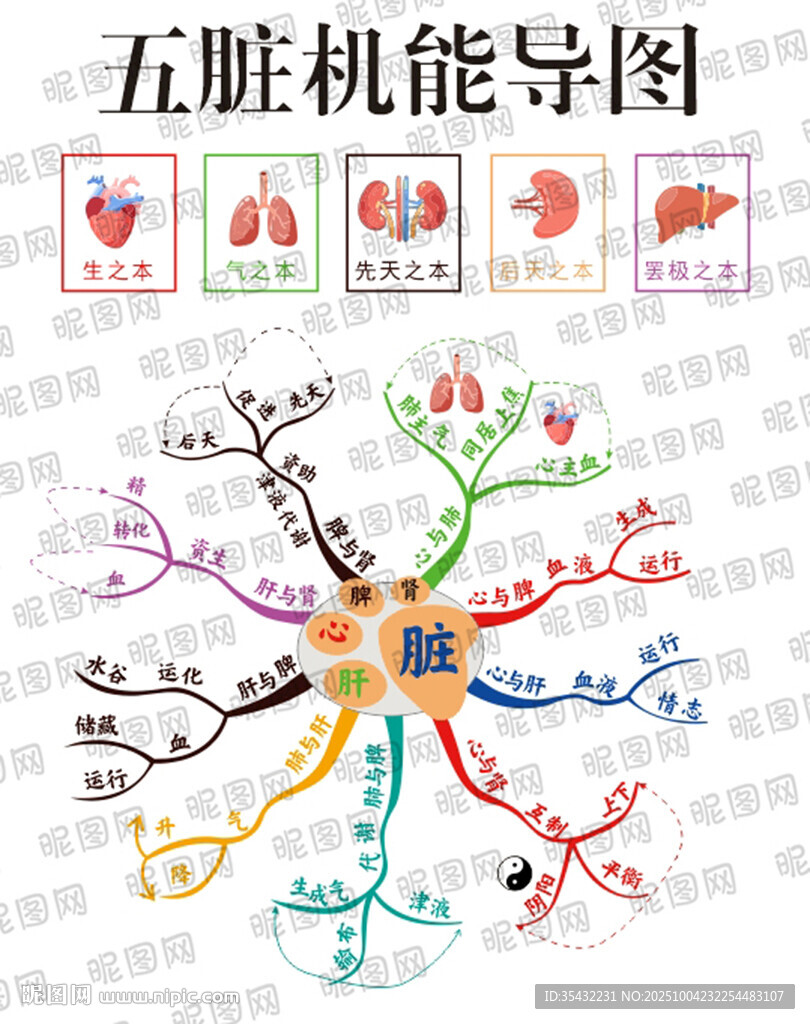 五臟機(jī)能關(guān)系思維導(dǎo)圖