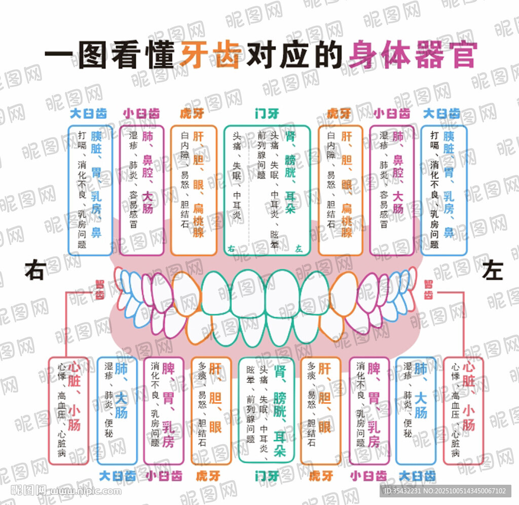 牙齒對應(yīng)身體器官海報