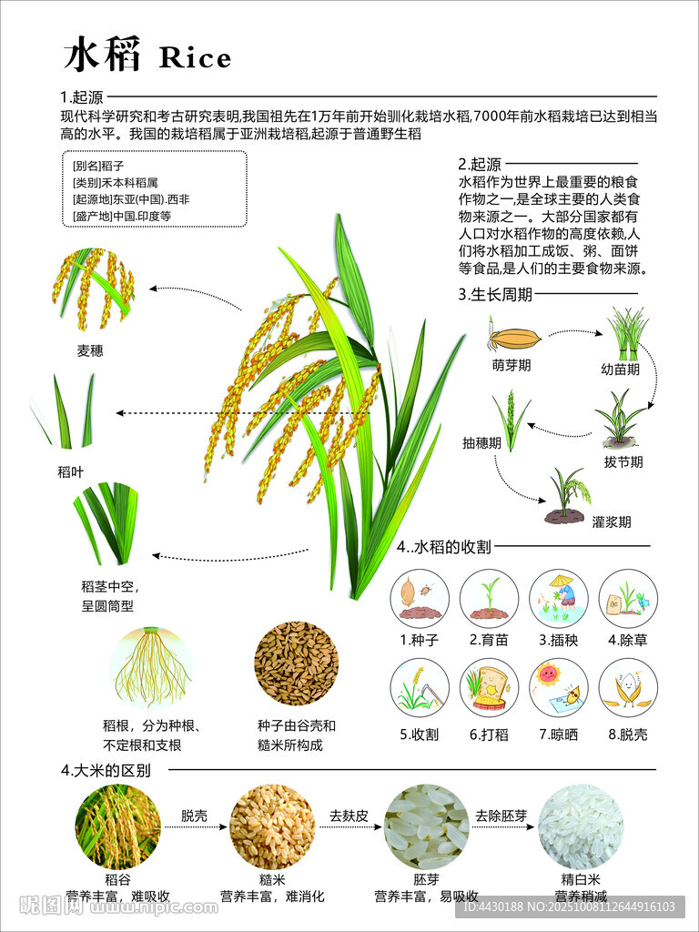 水稻研學