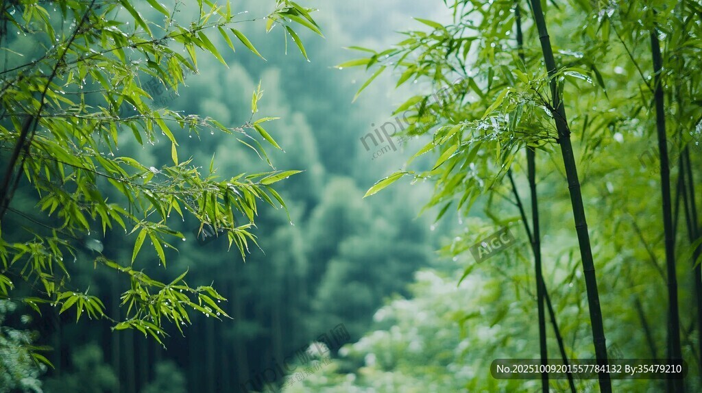 翠綠竹林 清新自然之景