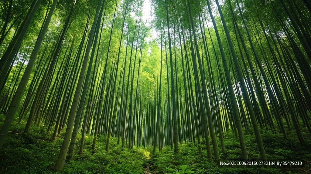 翠綠竹林間的靜謐自然景