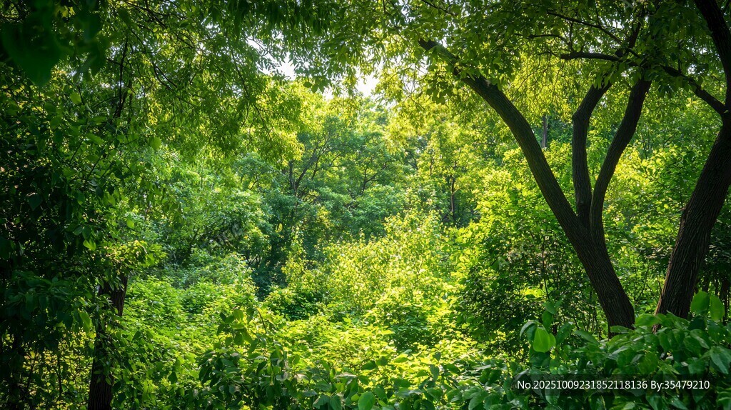 夏日蔥郁森林綠意盎然