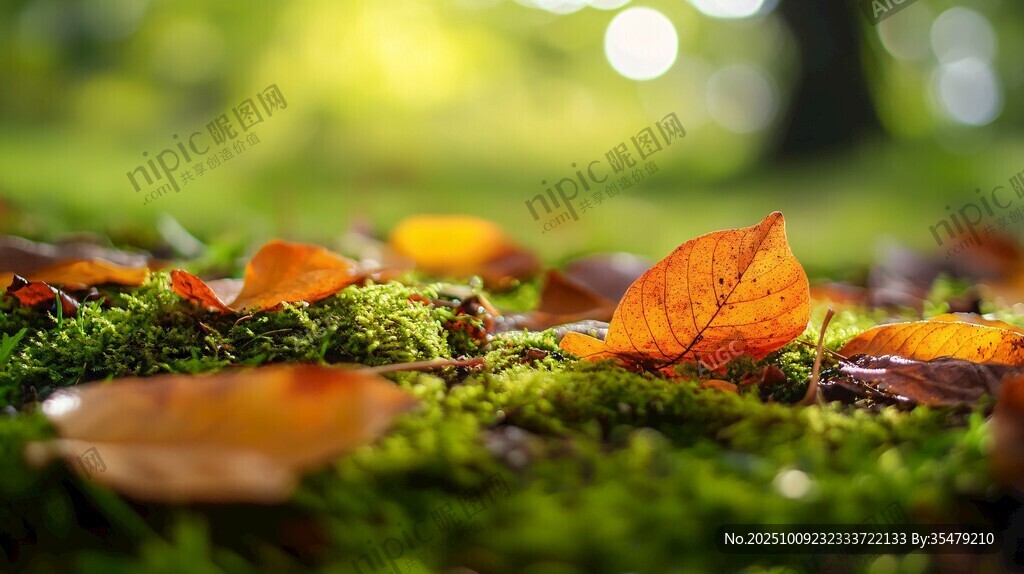 秋景 落葉與青苔的邂逅