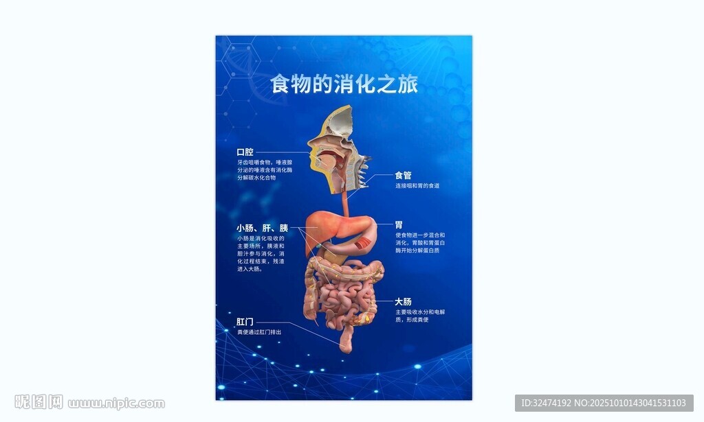 呼吸系統展板