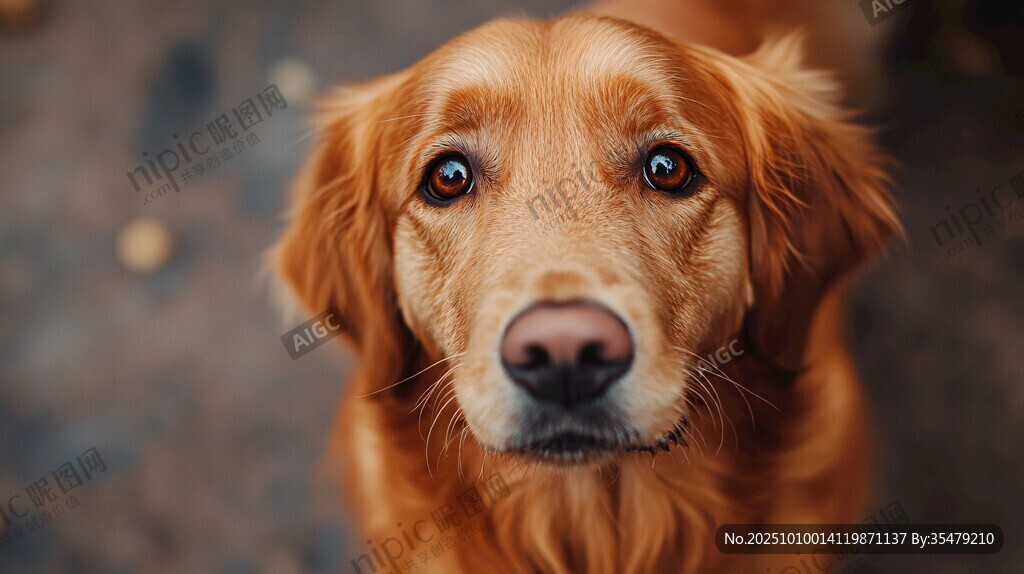 可愛金毛犬的深情凝視