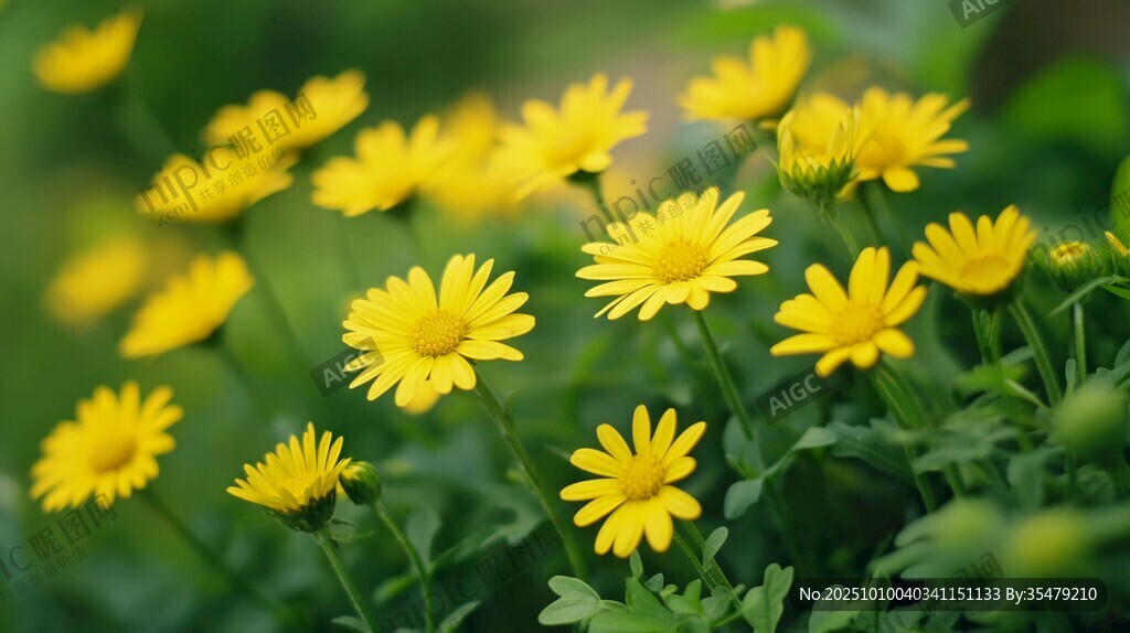 綻放的黃色小花