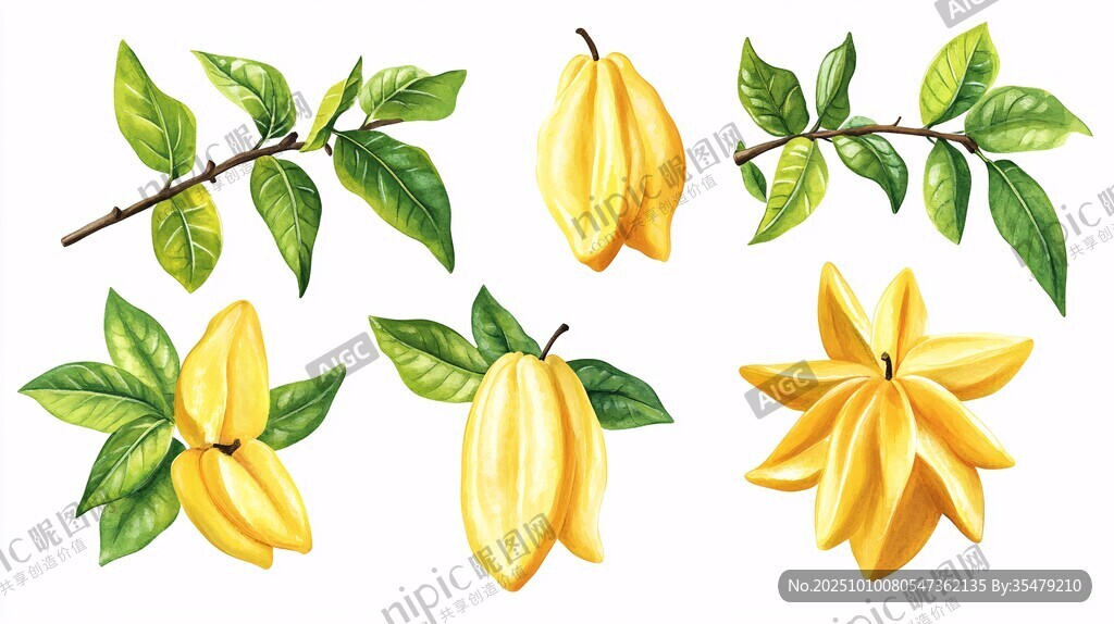 手繪楊桃及枝葉插畫