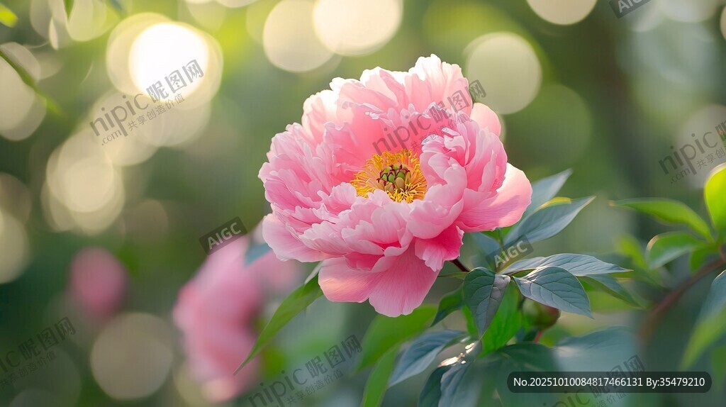 嬌艷盛開(kāi)的粉色牡丹花