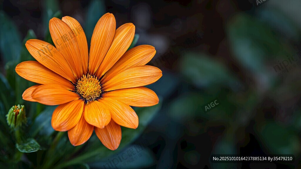 橙色綻放的美麗非洲菊