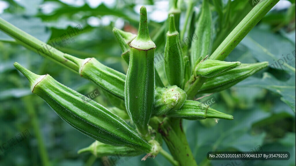鮮嫩秋葵植株特寫