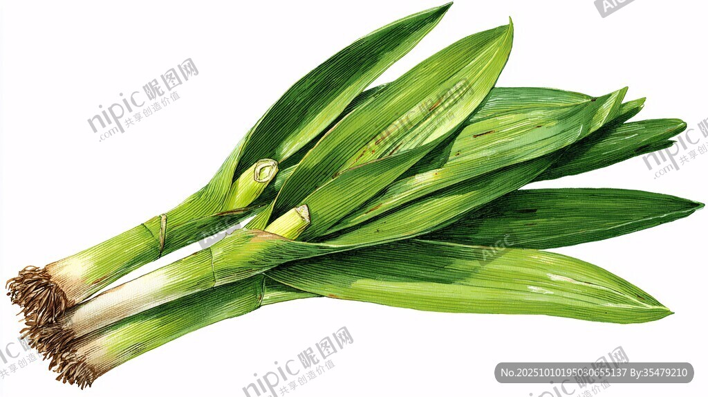 新鮮翠綠的韭菜蔬菜插畫(huà)