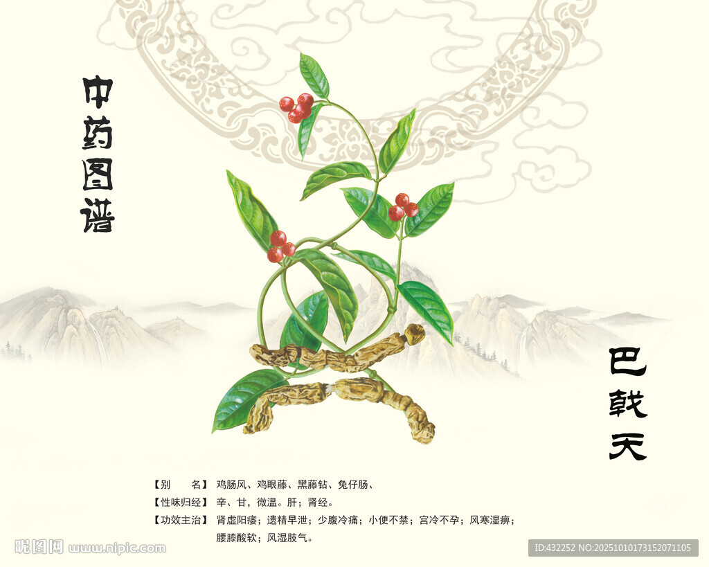 巴戟天中藥巴戟天
