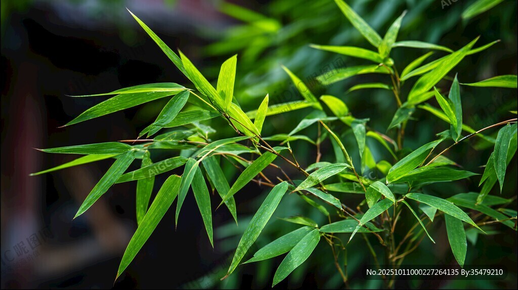 翠綠竹葉 清新自然之美