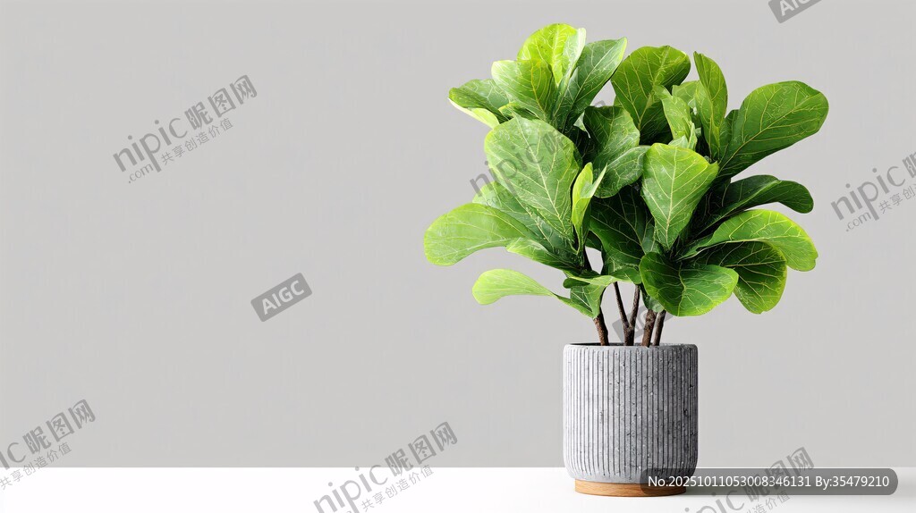 灰盆中的翠綠琴葉榕植物