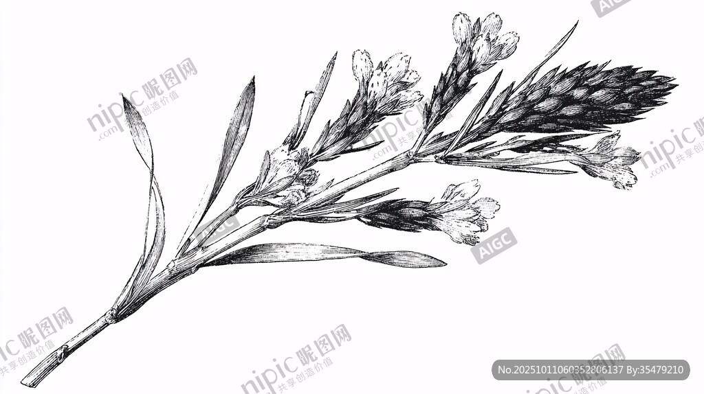 手繪薰衣草花枝圖