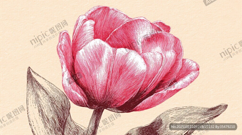 手繪粉色郁金香花朵圖