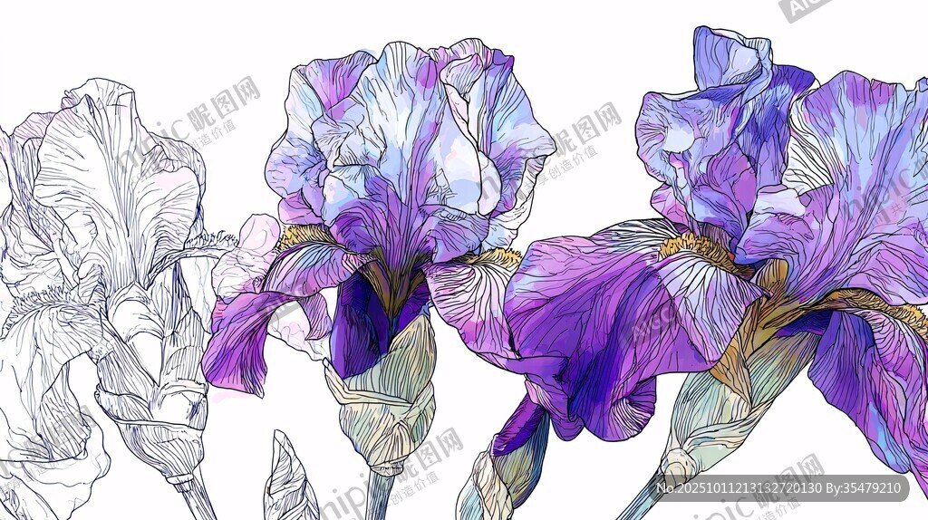 紫色鳶尾花手繪插畫