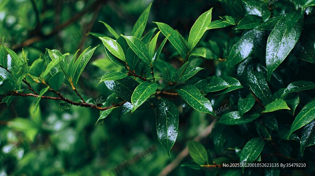 雨后翠綠枝葉清新景象