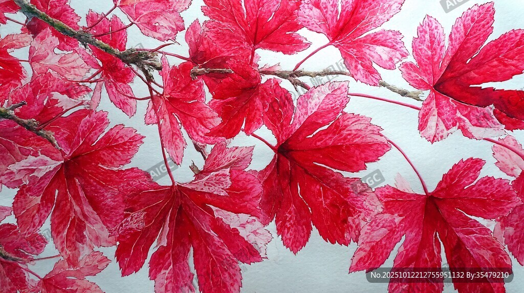 深紅楓葉 自然絢麗之美