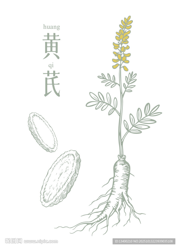 黃芪矢量素材