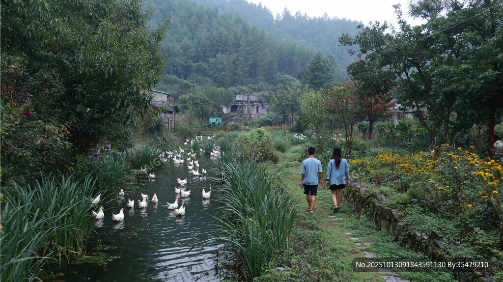 鄉(xiāng)村小道上的人鵝共行景