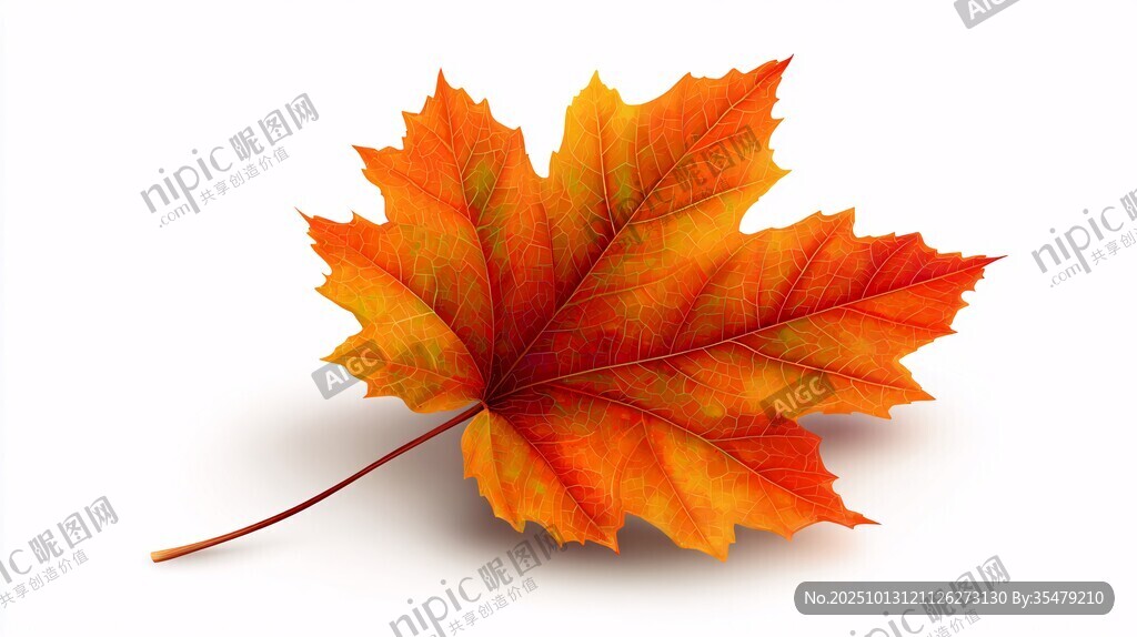 橙紅楓葉特寫