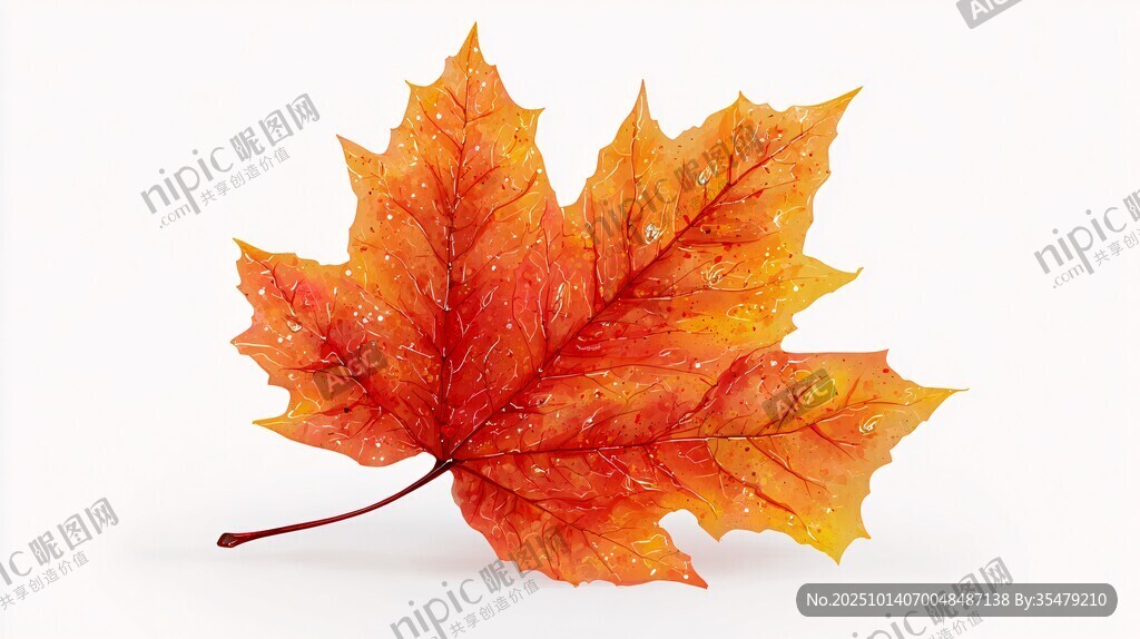 橙黃楓葉帶露獨(dú)綻