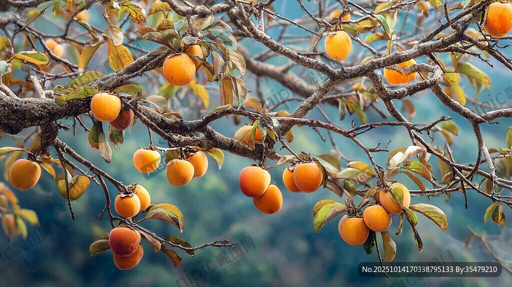 枝頭碩果累累的金黃柿子