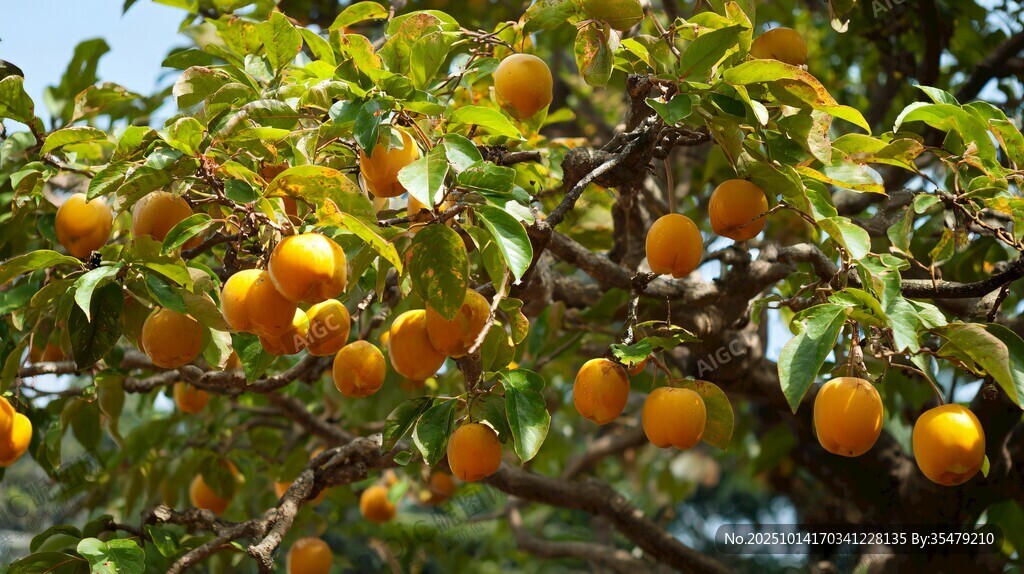 枝頭碩果累累的黃柿子