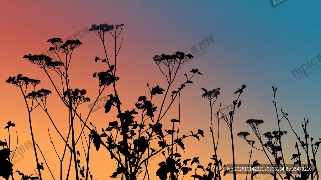 夕陽(yáng)下植物的美麗剪影