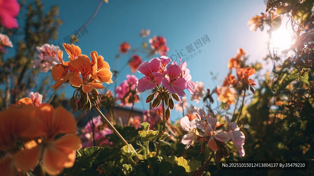 陽光下綻放的多彩花卉