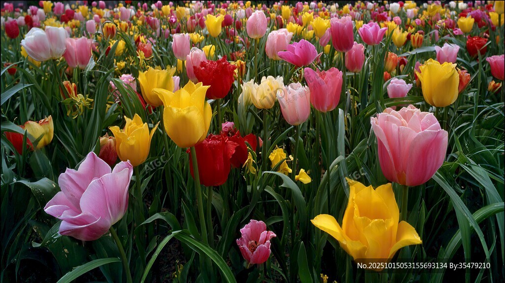 五彩斑斕郁金香花海