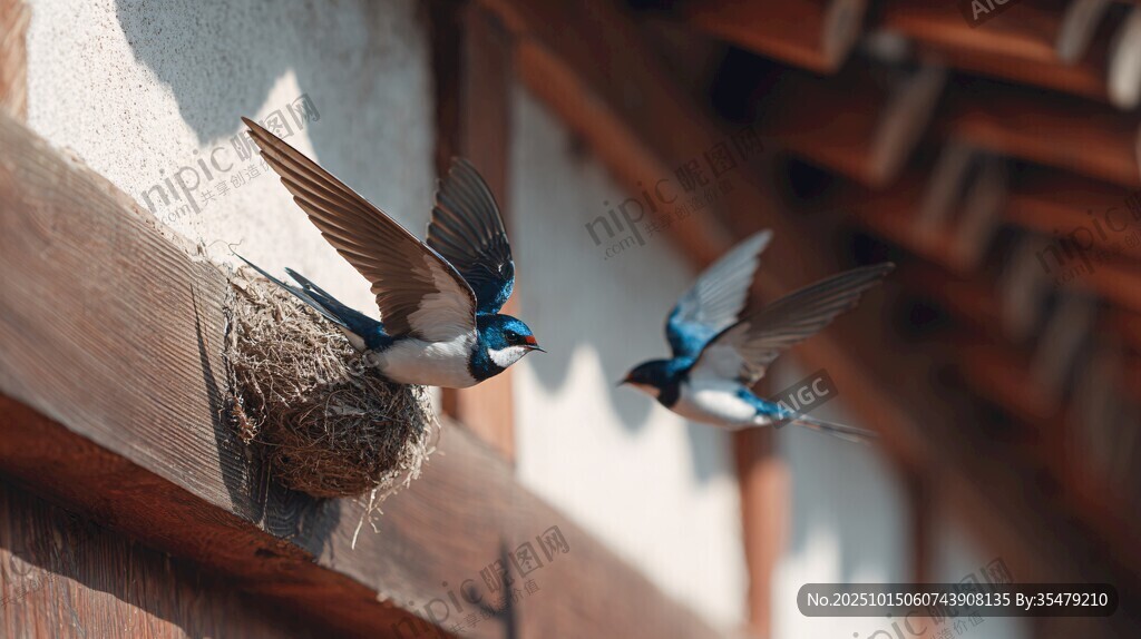 屋檐下雙燕飛舞的瞬間