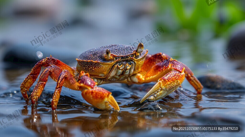 水邊的艷麗螃蟹特寫(xiě)