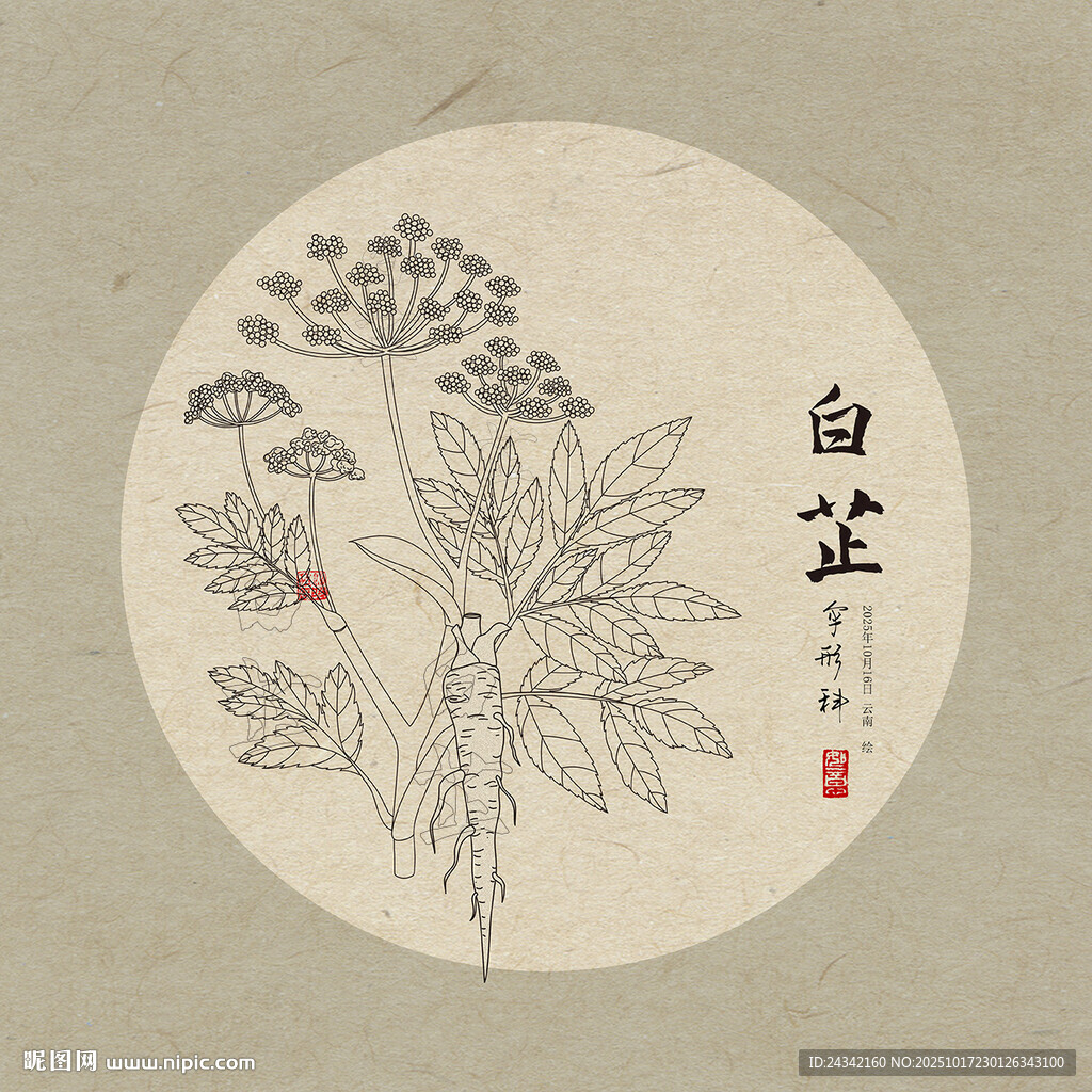 白芷插畫圖
