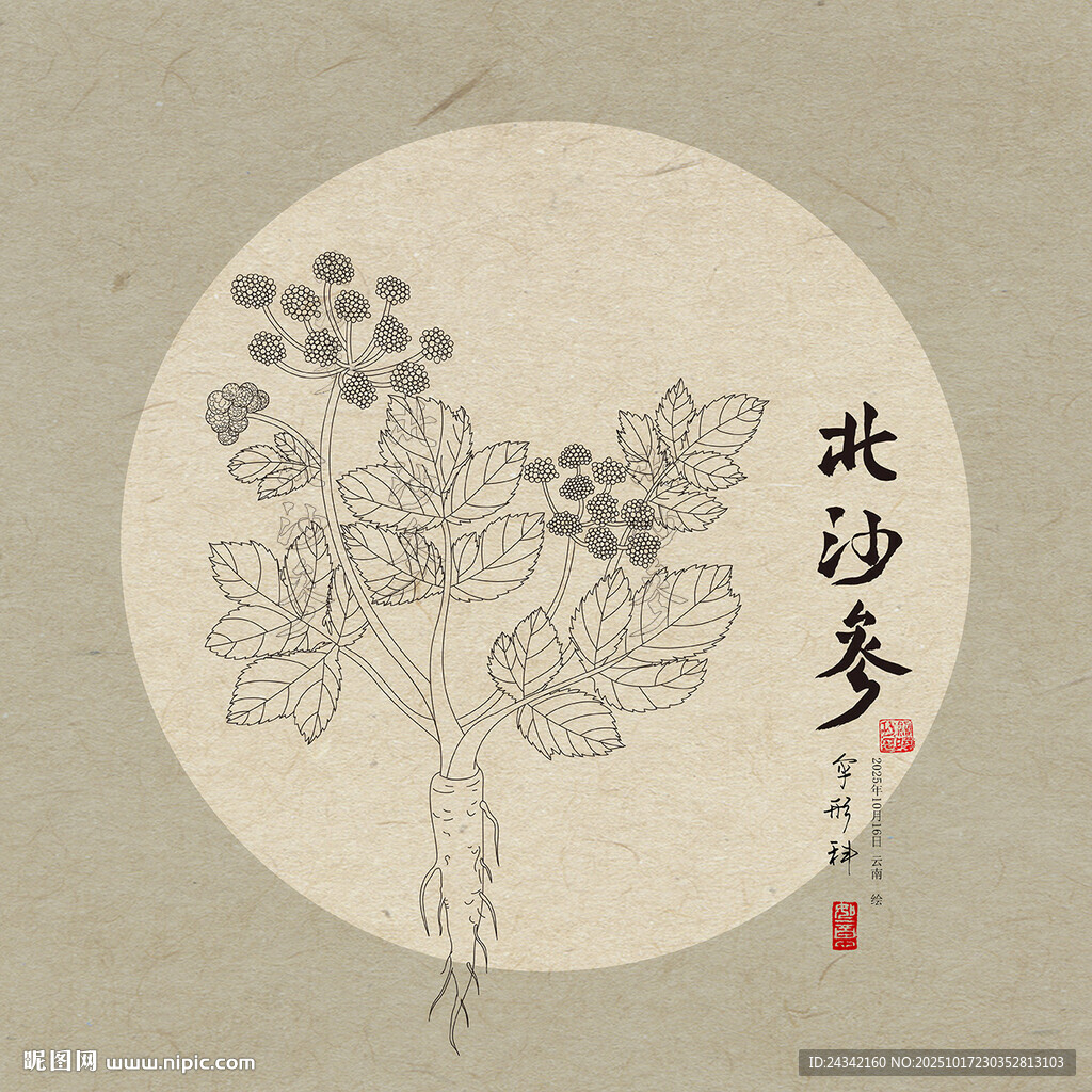 手繪北沙參植物圖