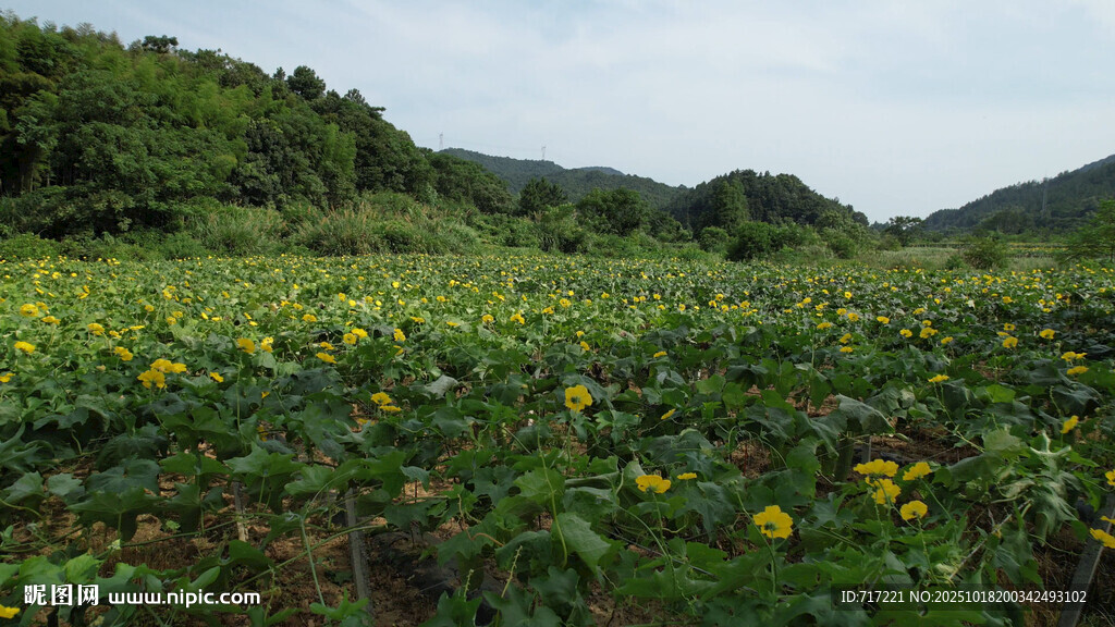 向日葵花海山間燦爛景致