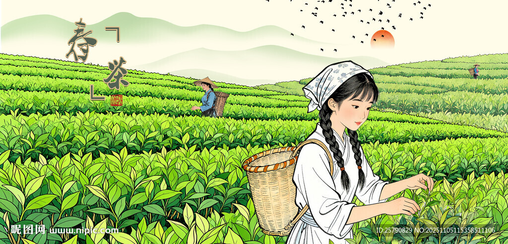 茶園采茶女新茶春茶