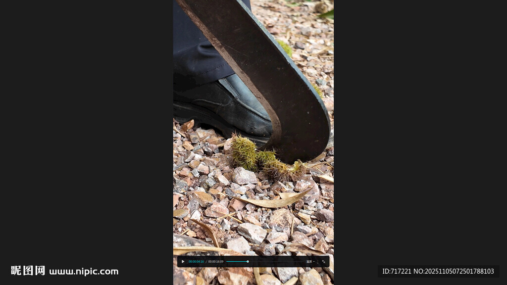 板栗地面縫隙中的綠植板栗