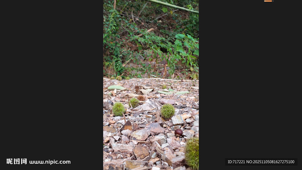 戶外林間碎石小徑板栗