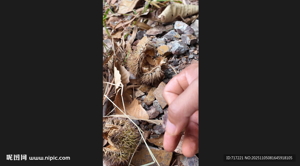 男子身處繁茂植被環(huán)境中板栗