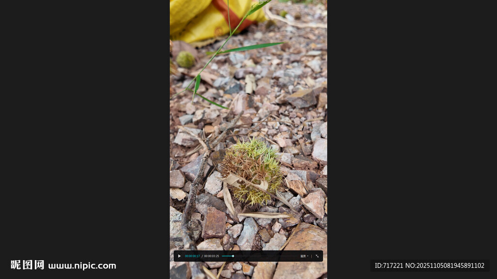 刺猬蜷縮在地面上板栗