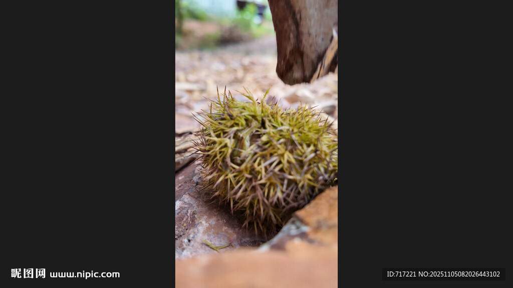 刺猬蜷縮在地面上板栗