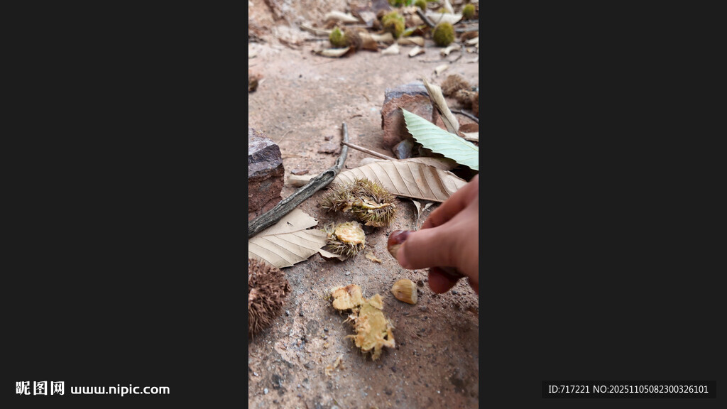 手觸地上落葉板栗