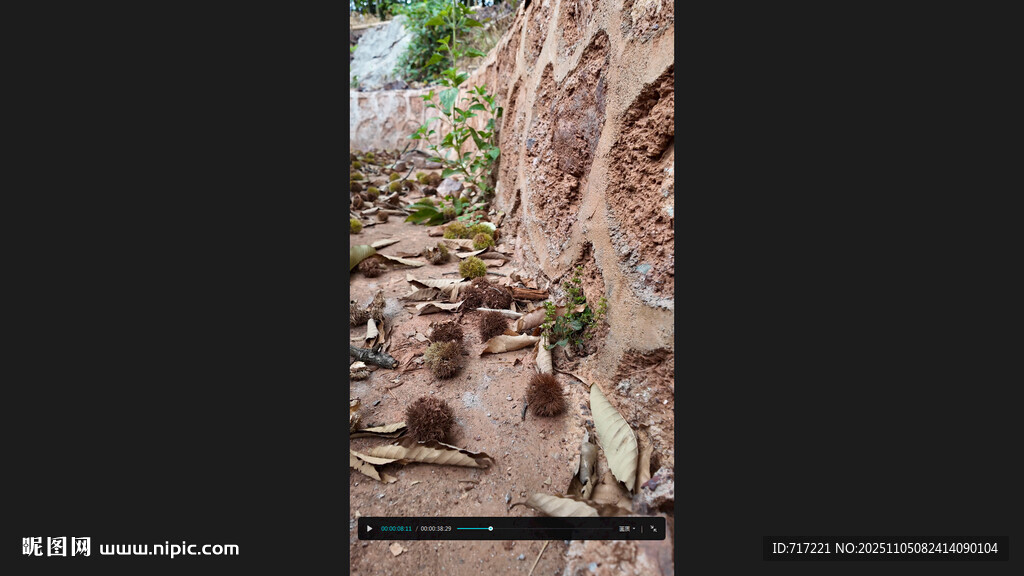 古老巖壁旁的神秘景象板栗群