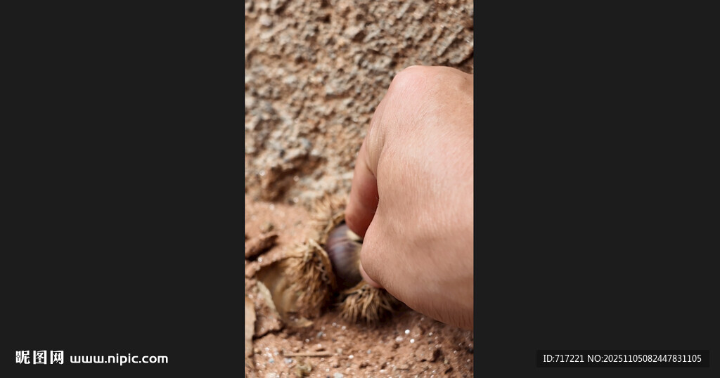 手與板栗的親密接觸