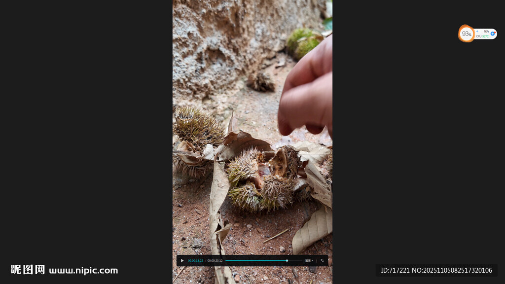 手觸奇特海洋貝殼標(biāo)本板栗