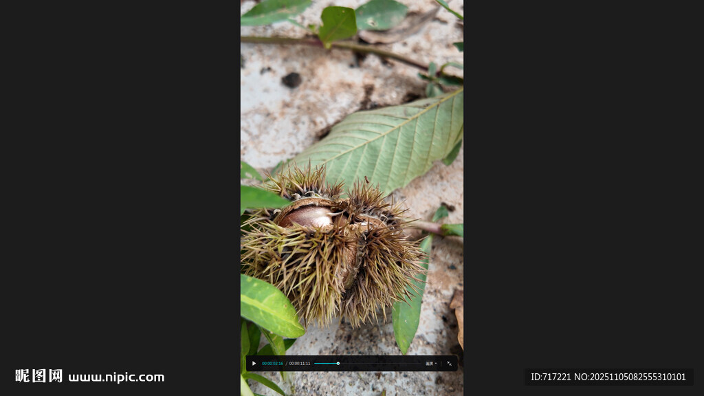 地面上的多樣植物葉片板栗