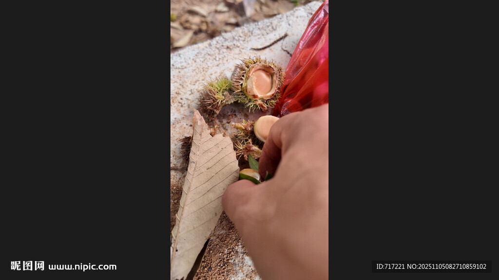 手抓多彩食物特寫(xiě)板栗